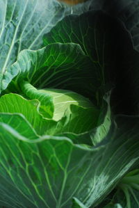 Full frame shot of green leaves