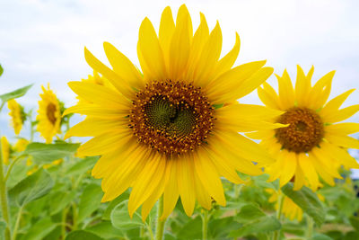 Close-up of fresh sunflowers blooming on field against sky