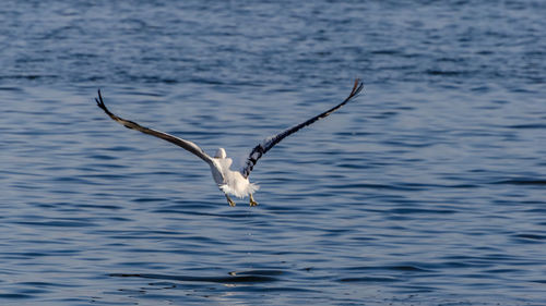 Seagull flying over lake