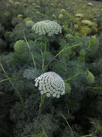 Close-up of mushroom growing on field