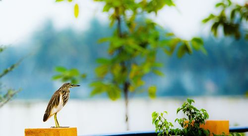 Bird perching on wood