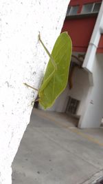 Close-up of lizard on wall