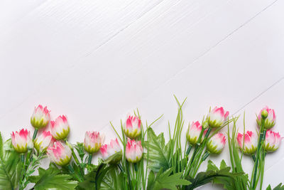 Close-up of pink tulips