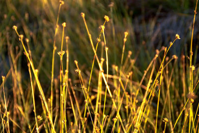 Close-up of grass on field