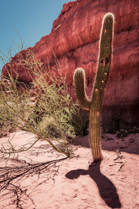 Cactus growing in desert