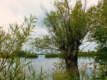 Trees by lake against sky