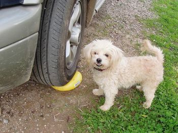 Portrait of a dog