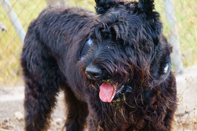 Close-up portrait of black dog