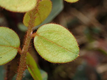 Close-up of lemon growing on plant