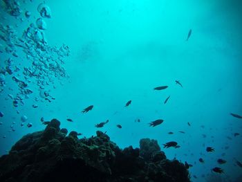 Flock of fish swimming in sea