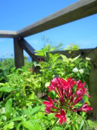 Close-up of red flower