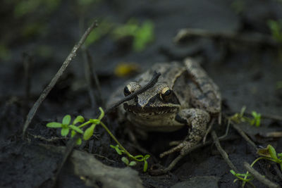 Frog closeup of the species rana dalmatina