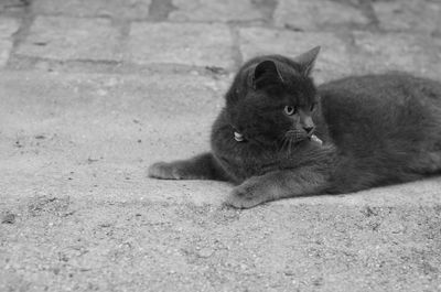 High angle view of a cat resting on footpath