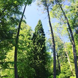 Low angle view of trees