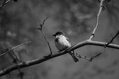 Close-up of bird perching on branch