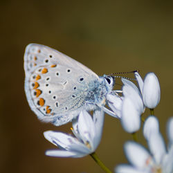 Close-up of butterfly pollinating on flower