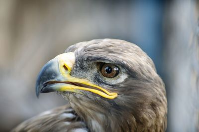 Close-up of eagle