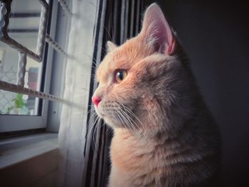 Close-up of a cat looking away