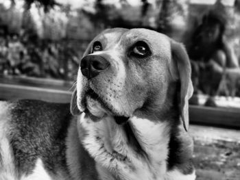 Close-up portrait of a dog looking away