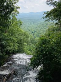 Scenic view of forest against sky