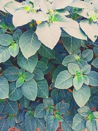 High angle view of leaves on plant