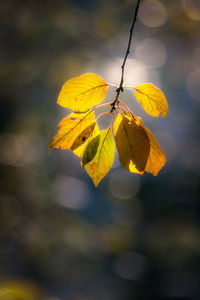 Close-up of yellow leaves on plant