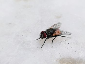 High angle view of fly on leaf