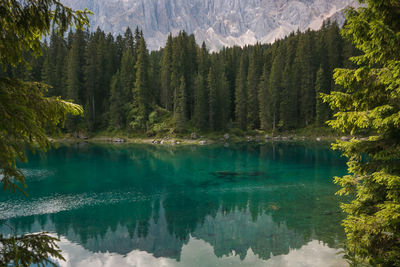 Scenic view of lake amidst trees in forest