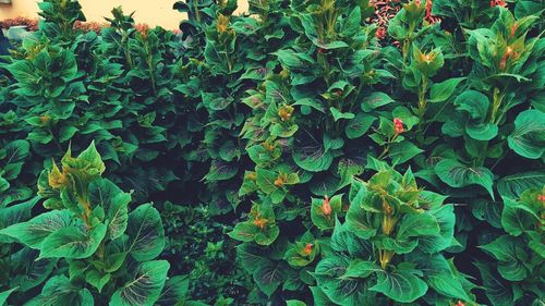 Full frame shot of fresh green plants