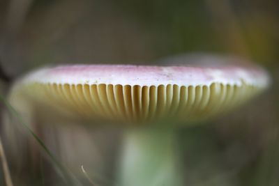 Close-up of mushroom growing outdoors