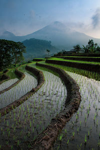 Scenic view of agricultural field against sky