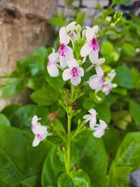 Close-up of pink flowering plant