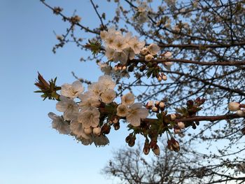 Low angle view of cherry blossoms against sky