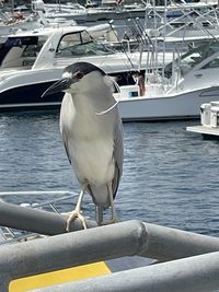 Seagull perching on railing