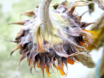 Close-up of wilted flower