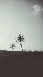 Silhouette palm trees on beach against clear sky