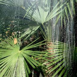 Full frame shot of tree