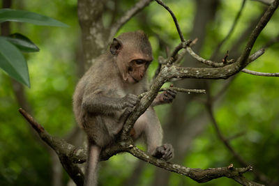 Baby long-tailed macaque in tree holding twig