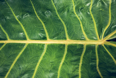 Close-up of green leaf