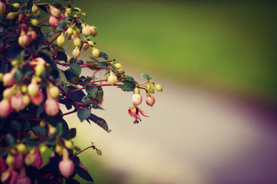 Bush group of small pink fuchsia flowers with green leaves, selective focus