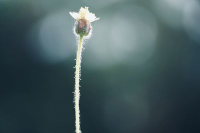 Close-up of white flowering plant