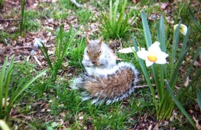 White flowers blooming on grassy field