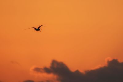 Low angle view of silhouette bird flying against sky during sunset