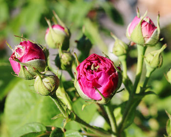 Close-up of rose bud