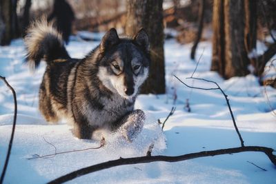 View of a dog on snow covered land