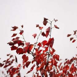 Low angle view of leaves