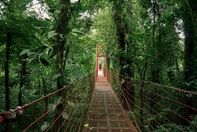 Walkway amidst trees in forest