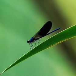 Close-up of insect on green leaf