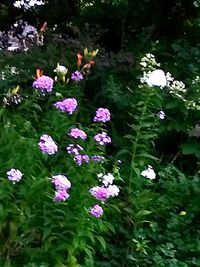 High angle view of flowers blooming outdoors