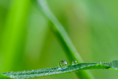 Close-up of raindrops on green leaves